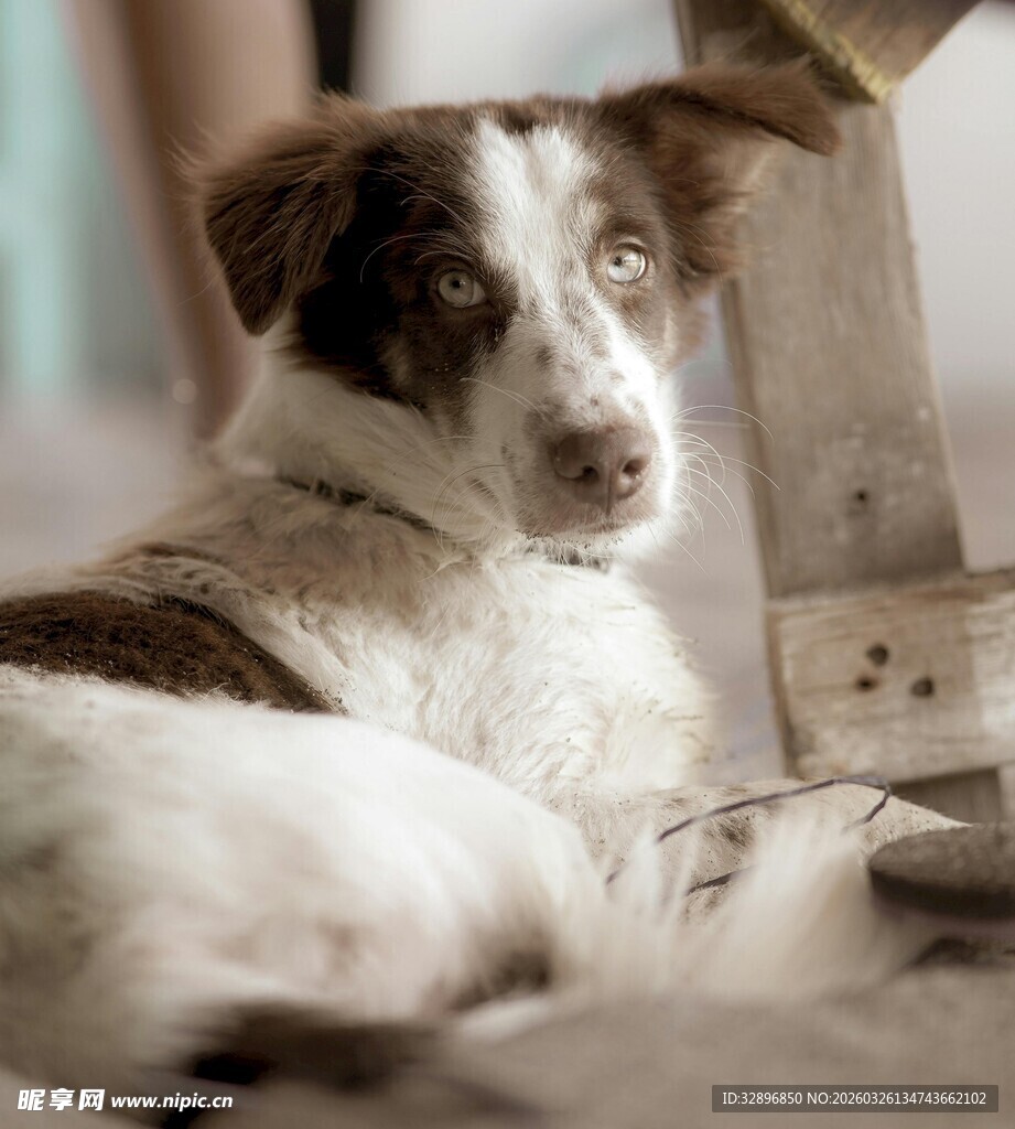 趴着的可爱斑点小狗