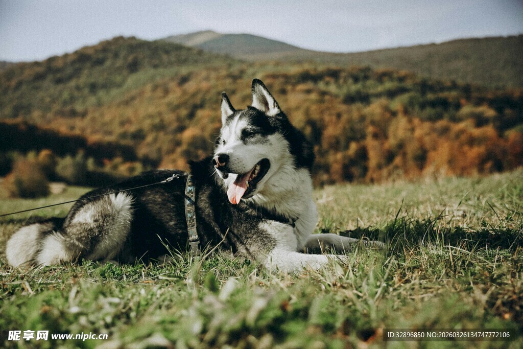 秋日草地中的哈士奇