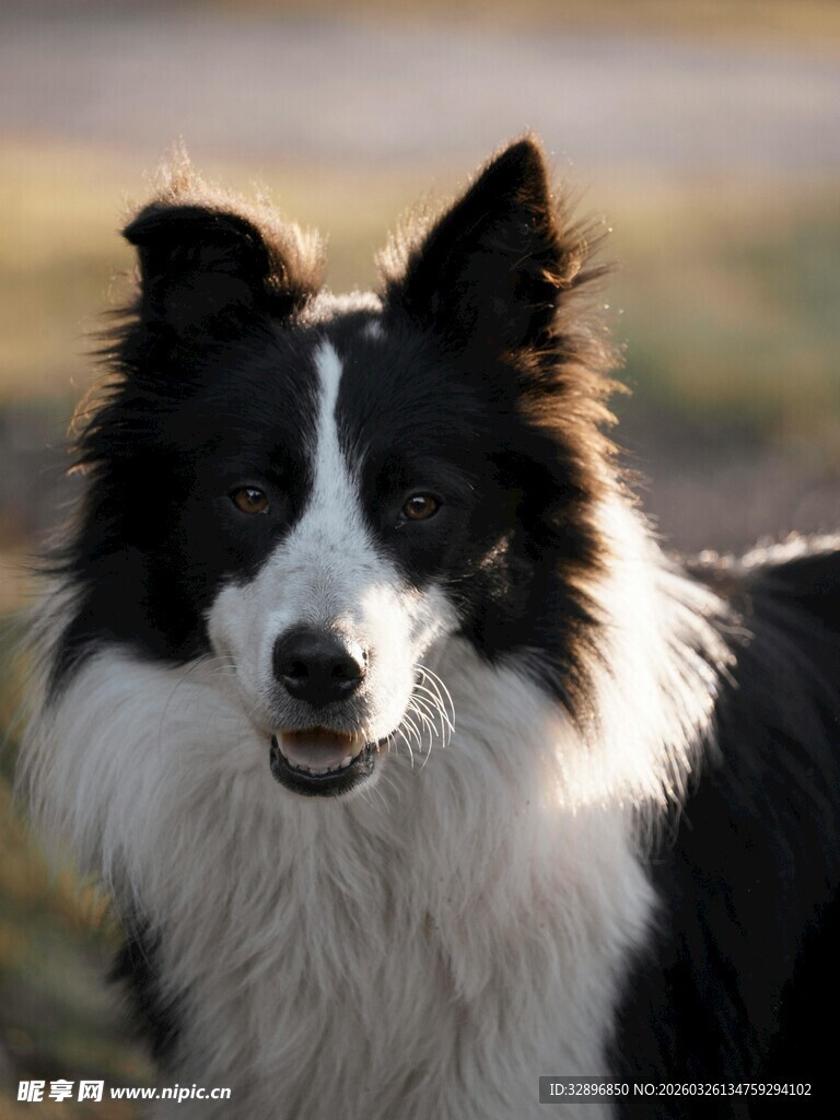 黑白边牧犬特写