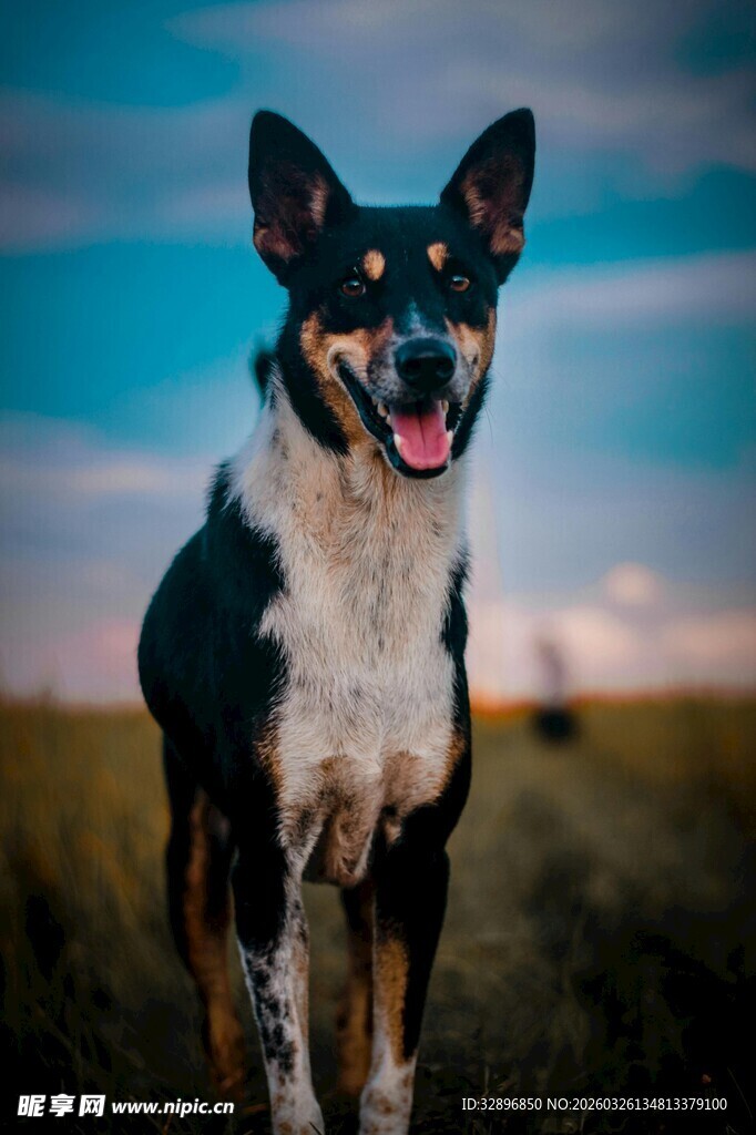田野中的三色犬