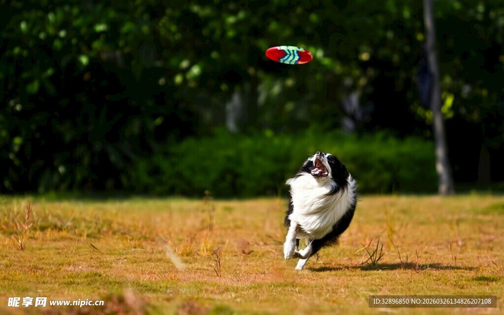 黑白狗草地欢快追飞盘