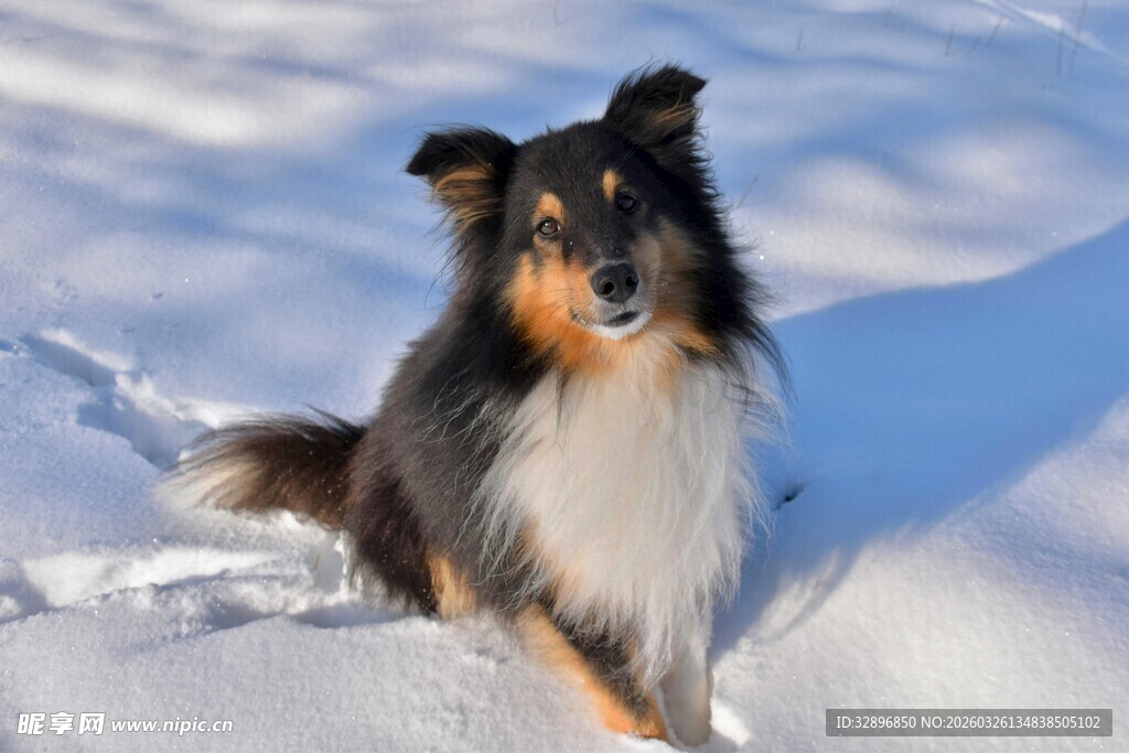 雪地中的长毛牧羊犬