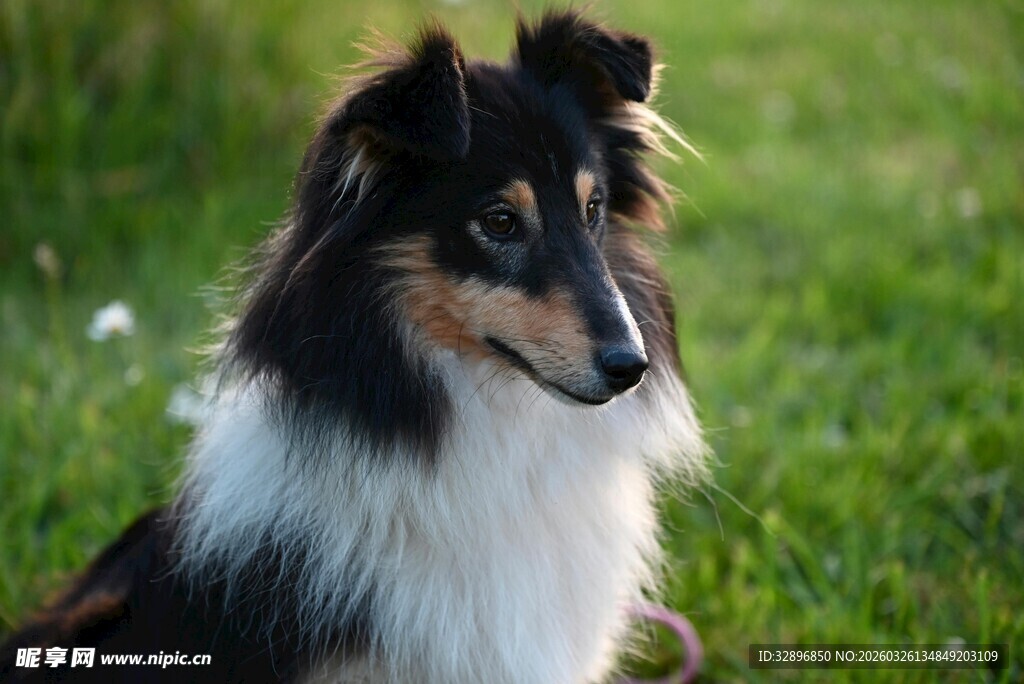 长毛牧羊犬静立绿茵