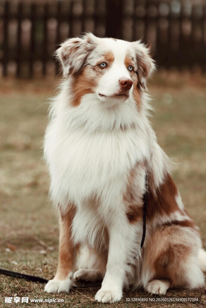 可爱边牧犬户外乖巧坐姿