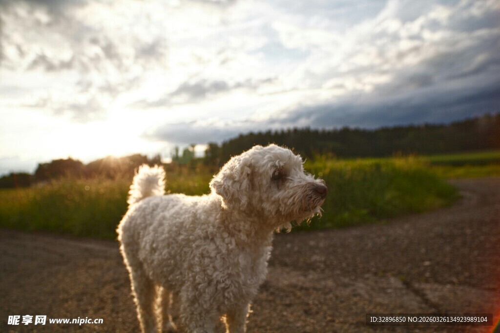 阳光下的白色小狗