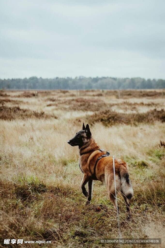 草原上独行的条纹野犬