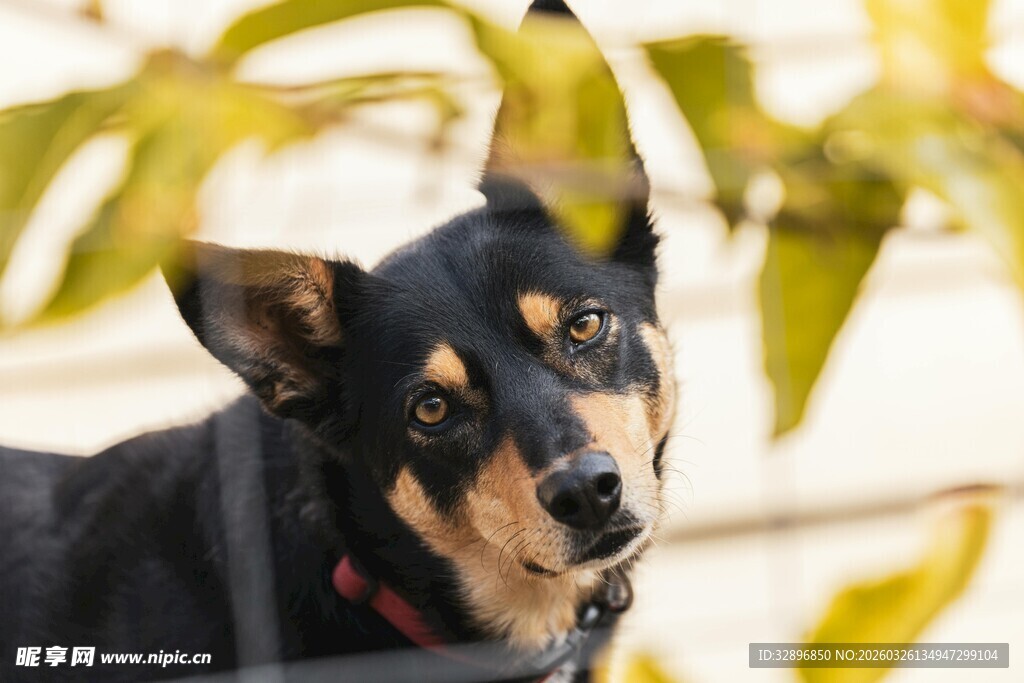 可爱黑棕小狗户外瞬间