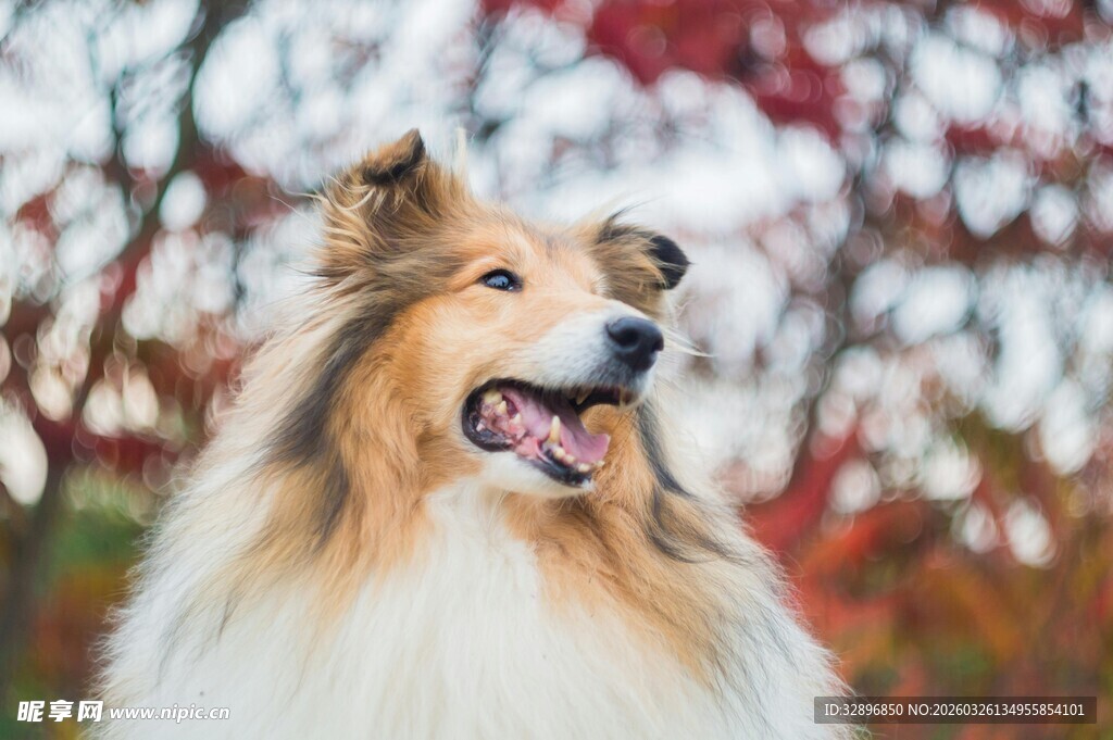 秋日里的喜乐蒂牧羊犬