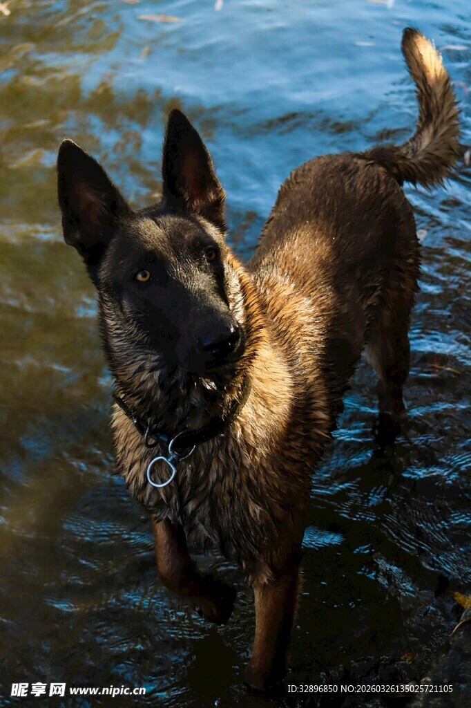 水中的帅气警犬