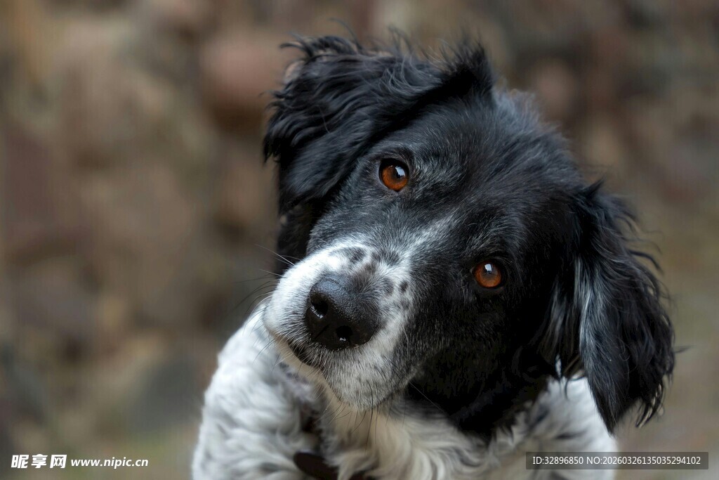 歪头萌犬眼神灵动超可爱