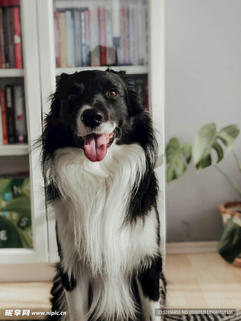 可爱边牧室内乖巧模样