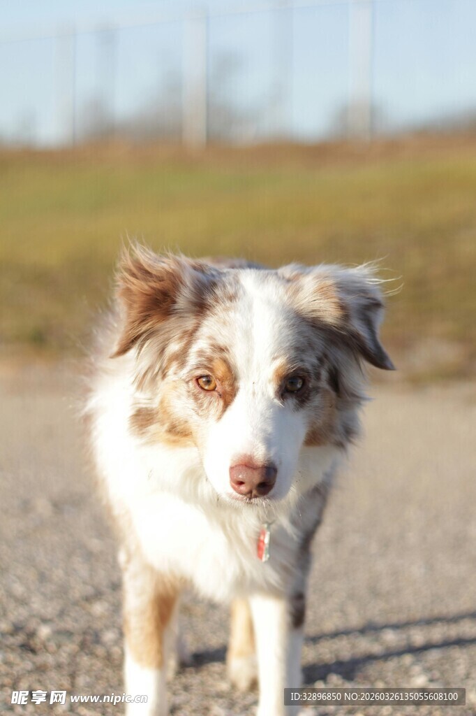 可爱澳洲牧羊犬在路上行走