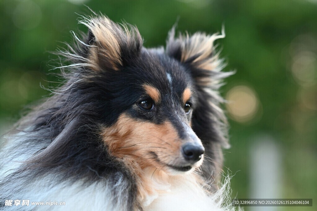 长毛牧羊犬帅气特写