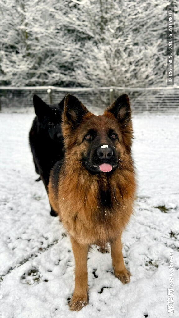雪地中的两只德国牧羊犬