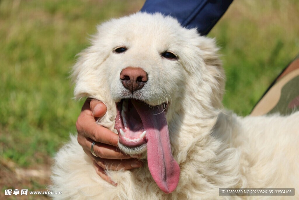 可爱白狗张嘴露舌被抚摸