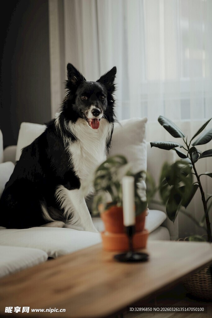 沙发上的可爱黑白边牧犬