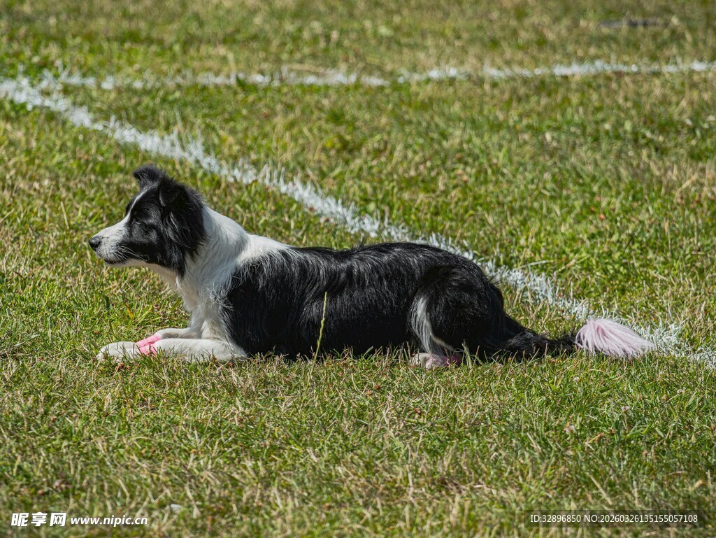 草地上休憩的边牧犬