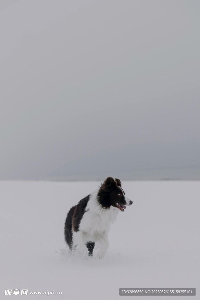 雪地中奔跑的黑白小狗