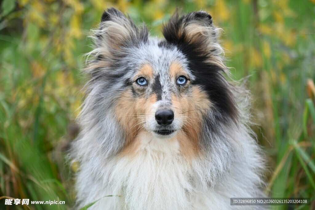 草地中的长毛牧羊犬