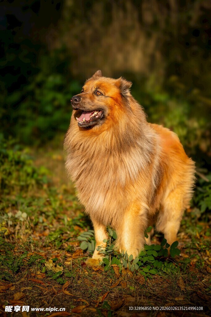 长毛牧羊犬在绿意中站立