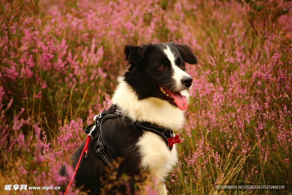 黑白边牧在花丛中吐舌