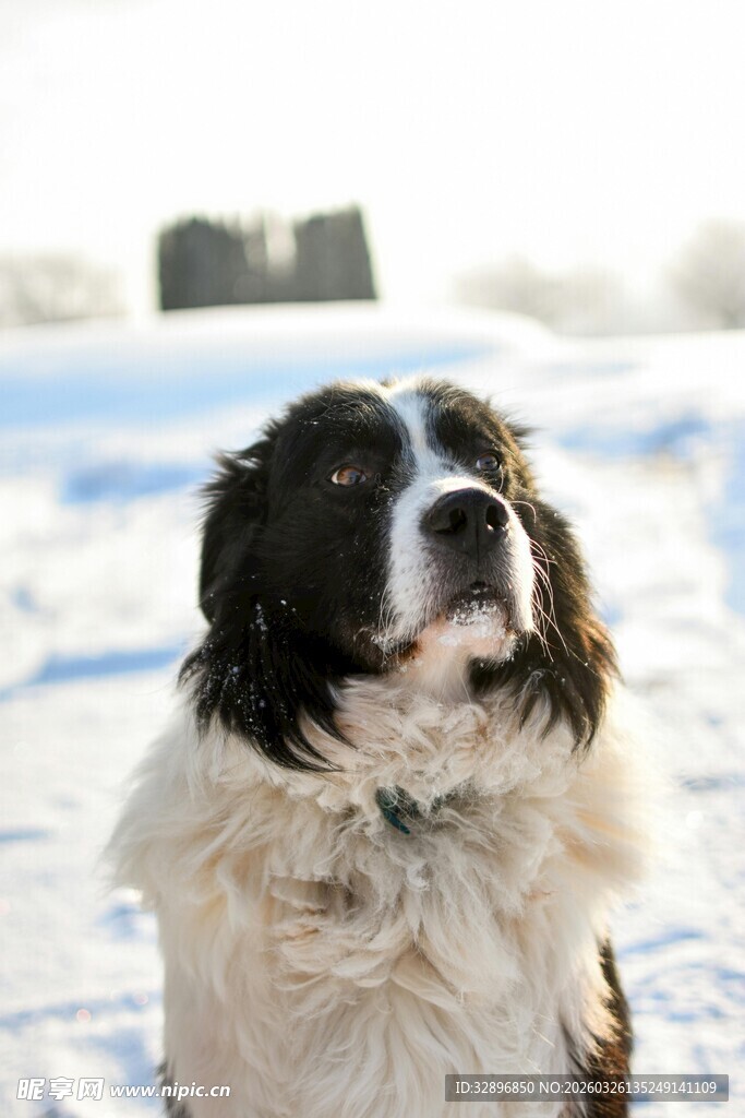 雪地中的可爱长毛狗狗