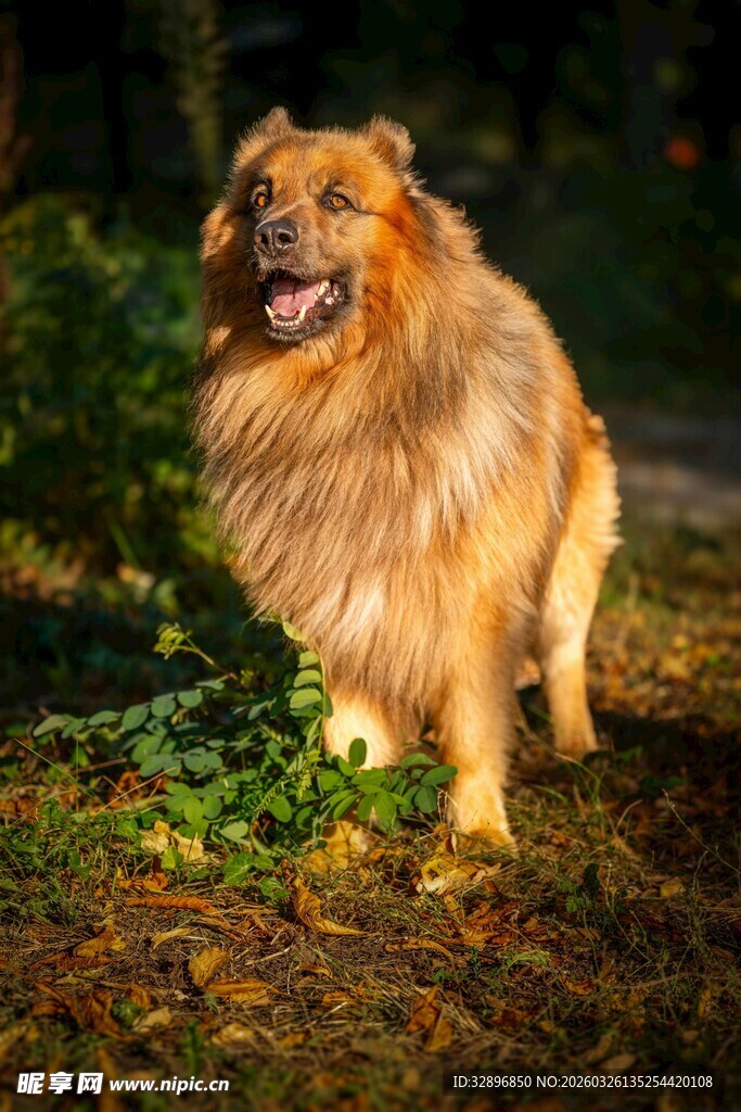 阳光下的长毛狗