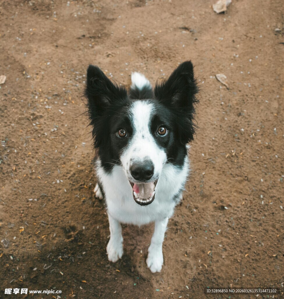 可爱边牧仰头笑