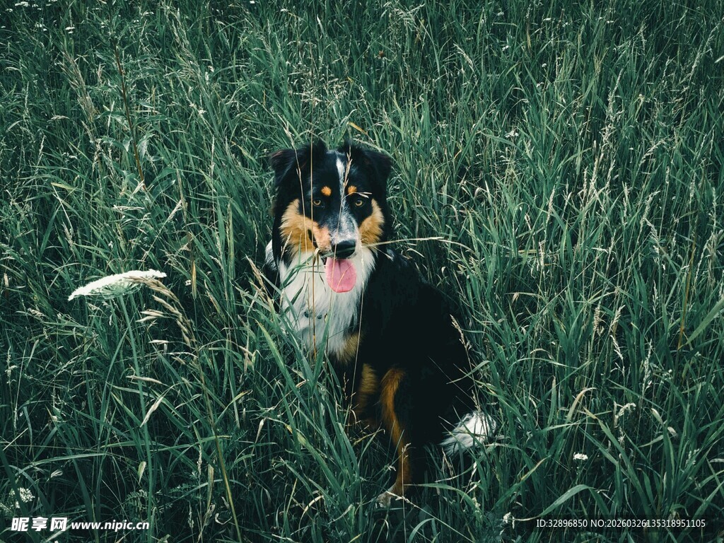 草地上的三色小狗