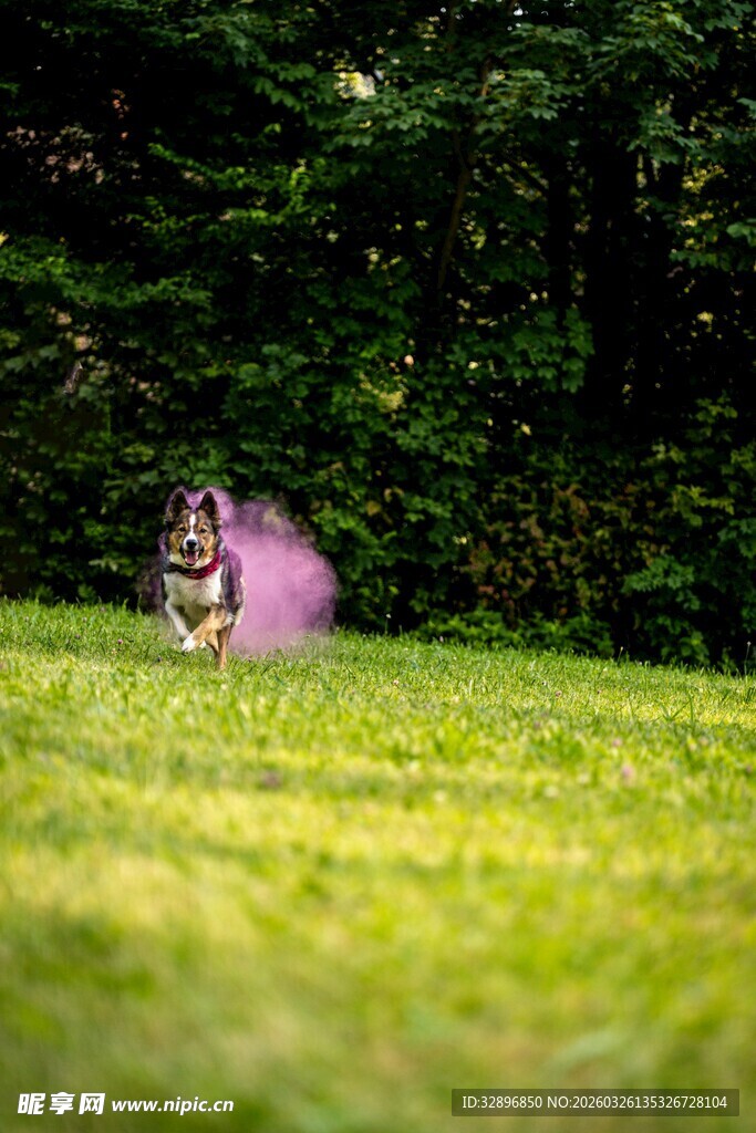 草地上的紫色梦幻猫咪
