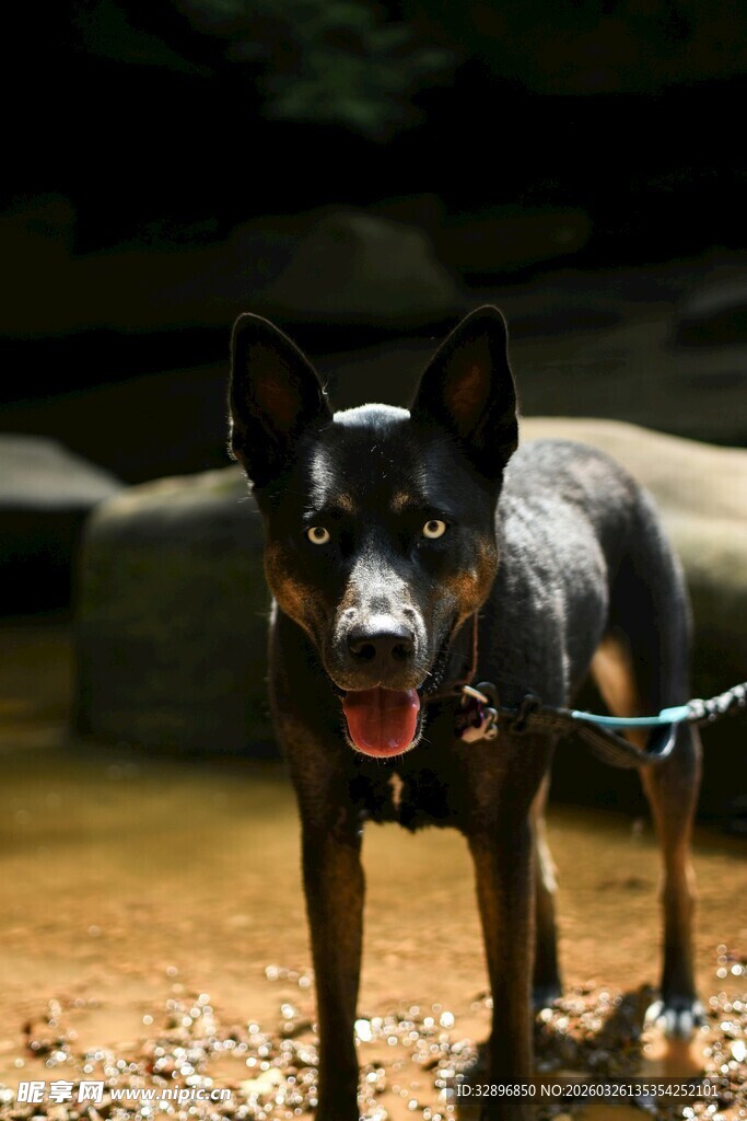 拴着的黑犬张嘴露舌