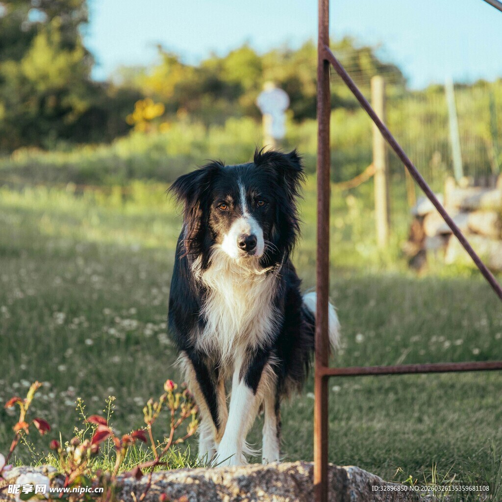 田园边的帅气牧羊犬