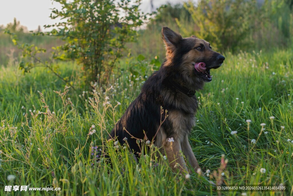 草地中的德国牧羊犬