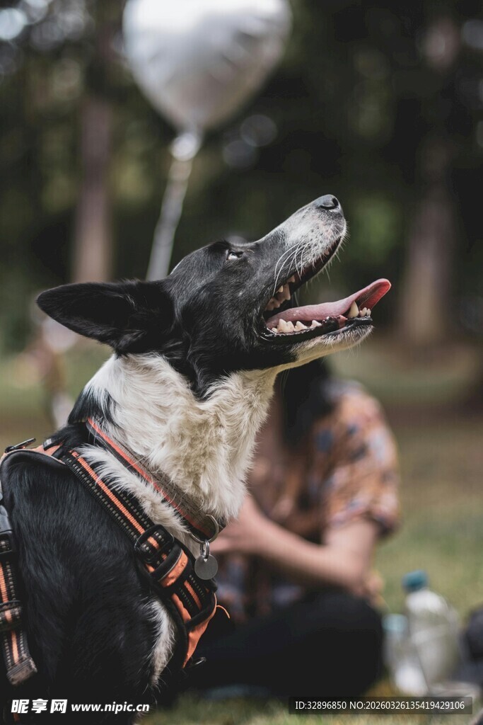 户外玩耍的黑白狗狗