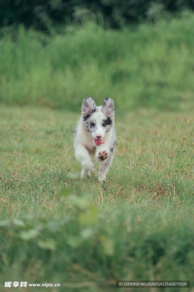 奔跑的哈士奇小狗