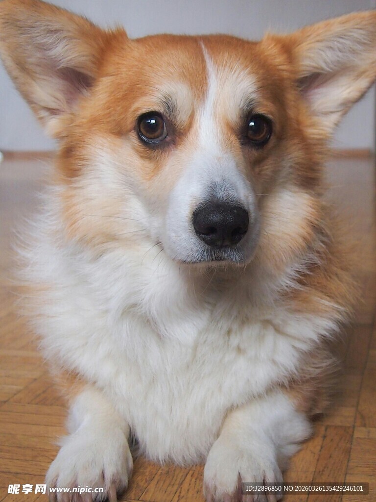 可爱柯基犬趴地特写