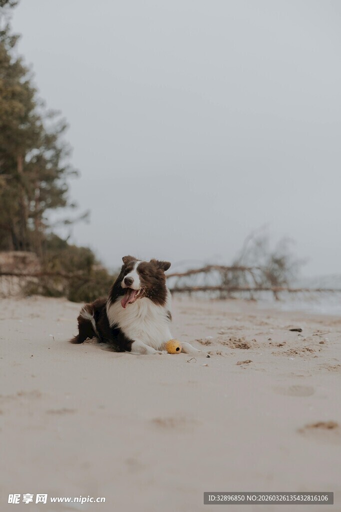 沙滩上玩耍的两只狗狗