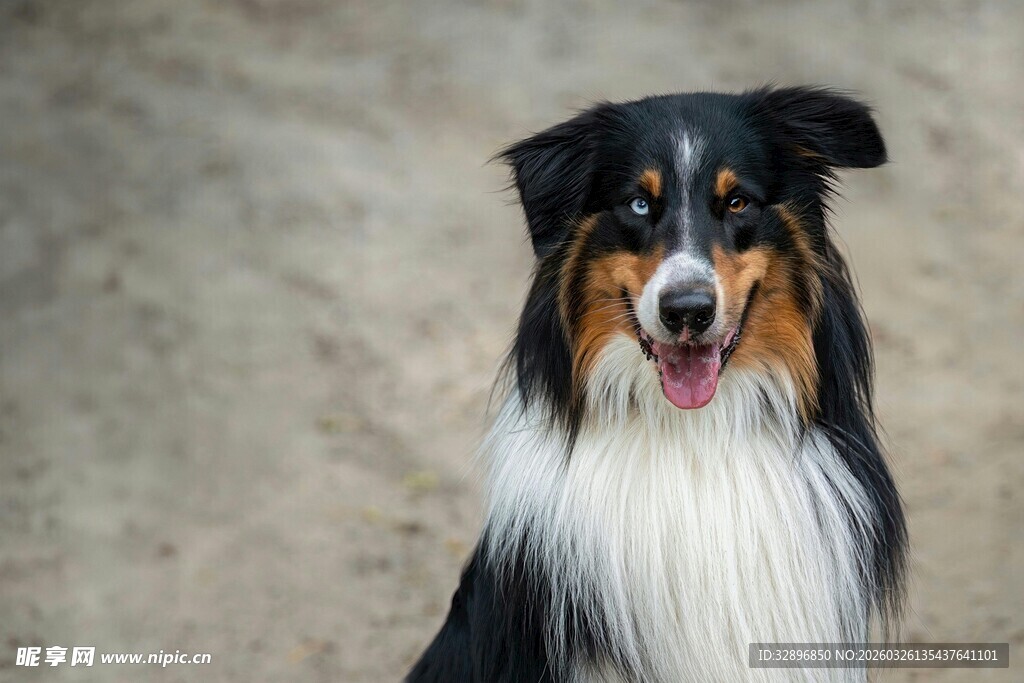 可爱三色牧羊犬张嘴微笑