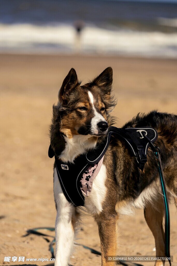 沙滩上的帅气狗狗