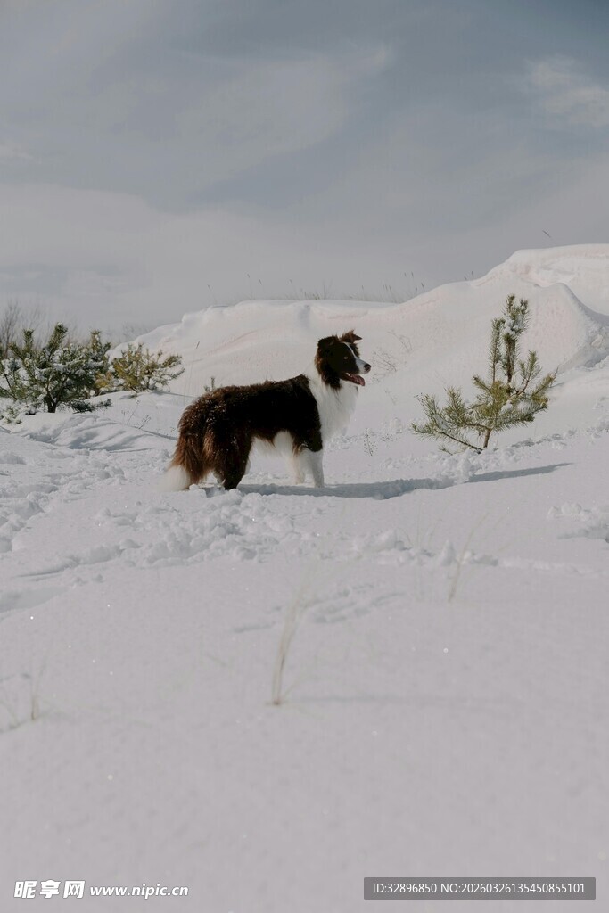 雪地中的边境牧羊犬
