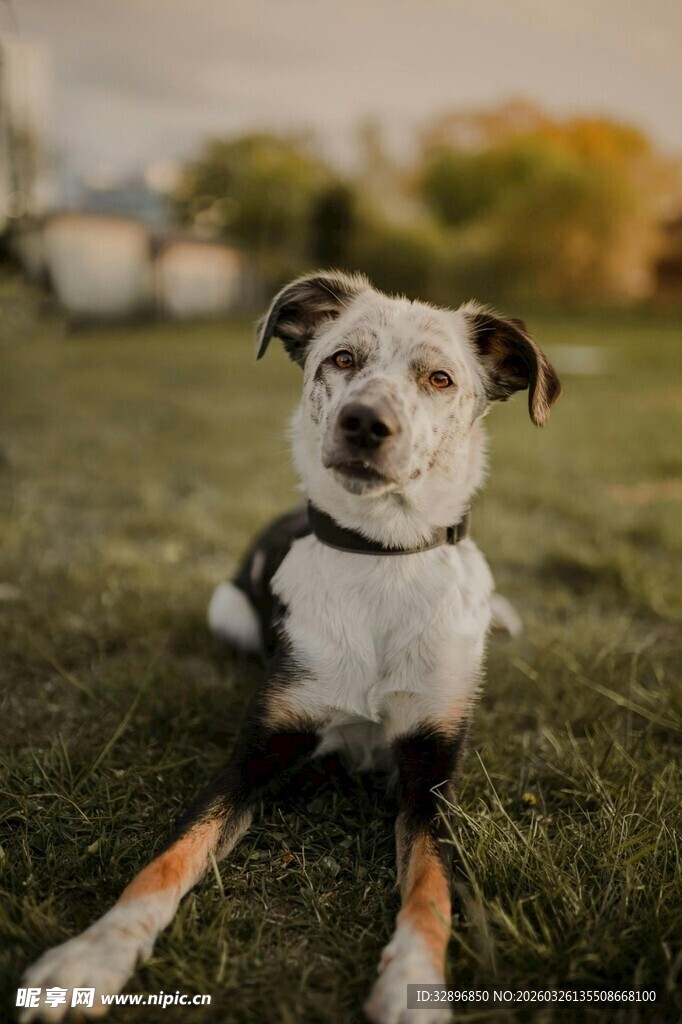 草地上的可爱斑点狗狗
