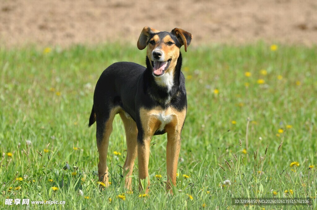 草地上的可爱狗狗