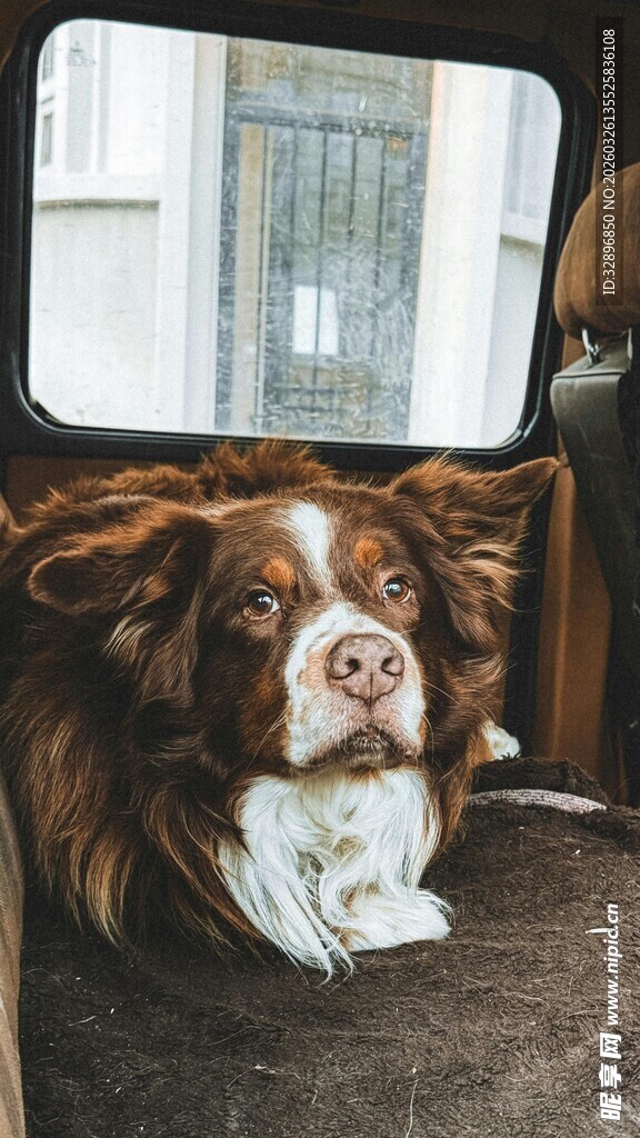 车内可爱的长毛狗狗