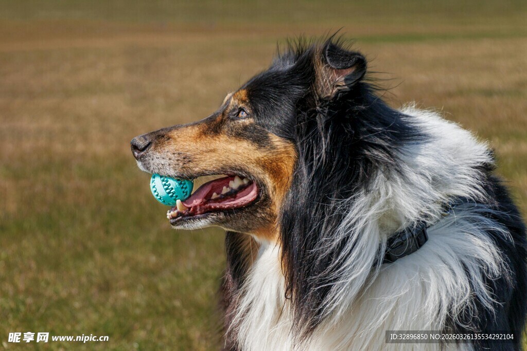 牧羊犬叼球于草地