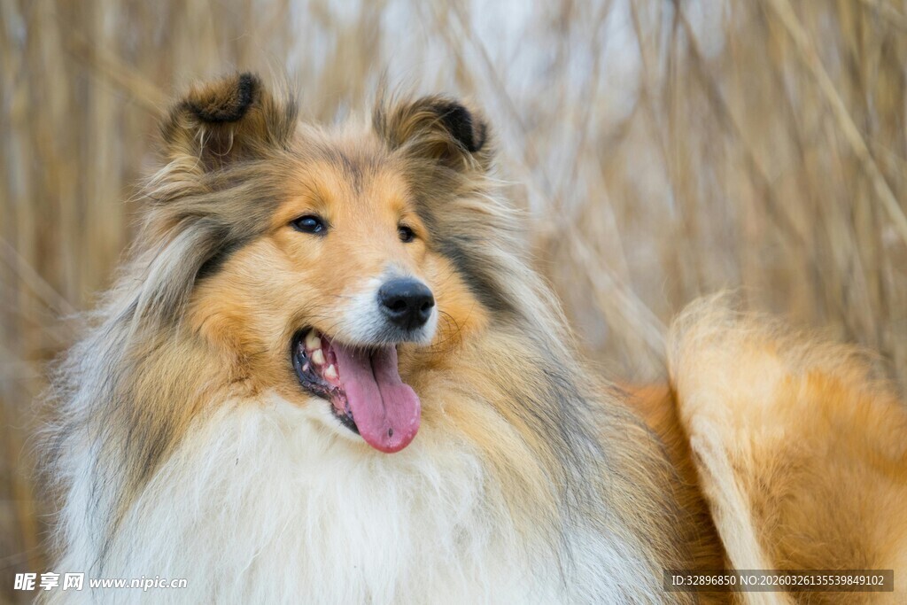 可爱长毛牧羊犬张嘴吐舌