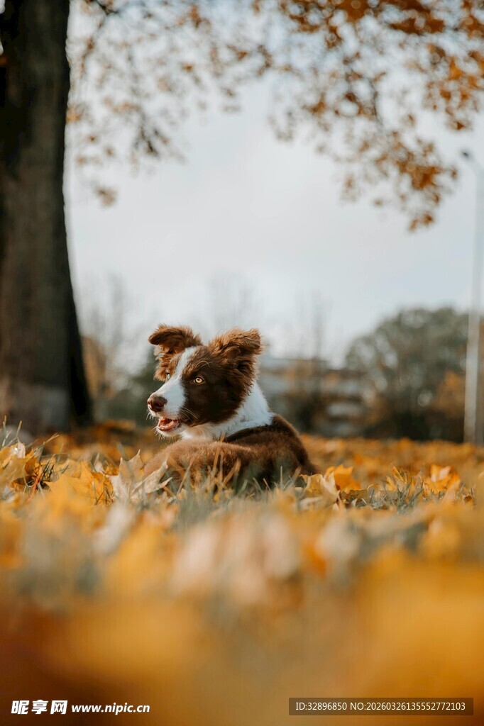 秋日落叶中休憩的可爱狗狗
