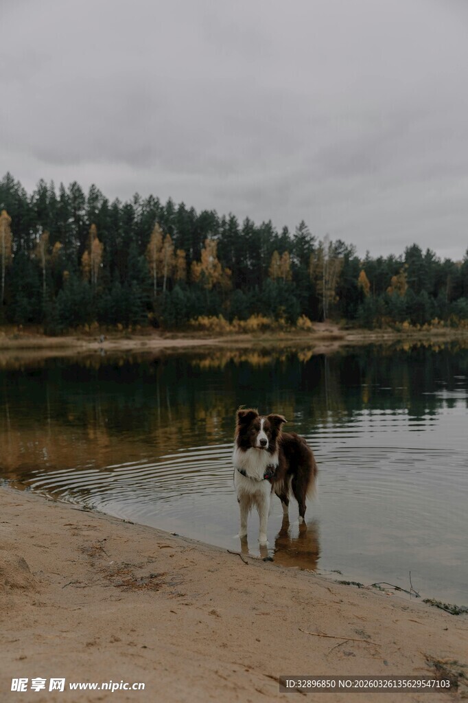 湖畔双犬嬉戏美好瞬间