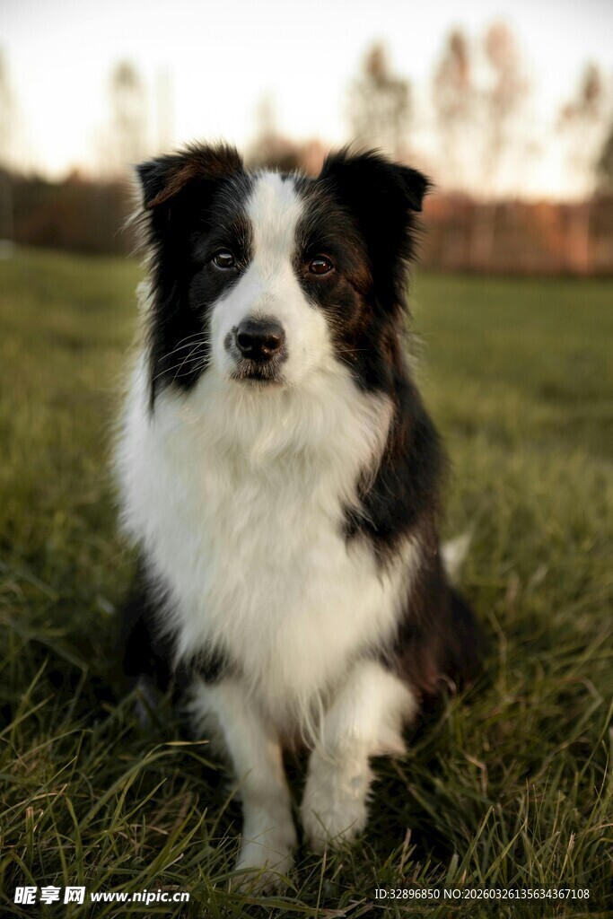 黑白边牧坐于绿草地