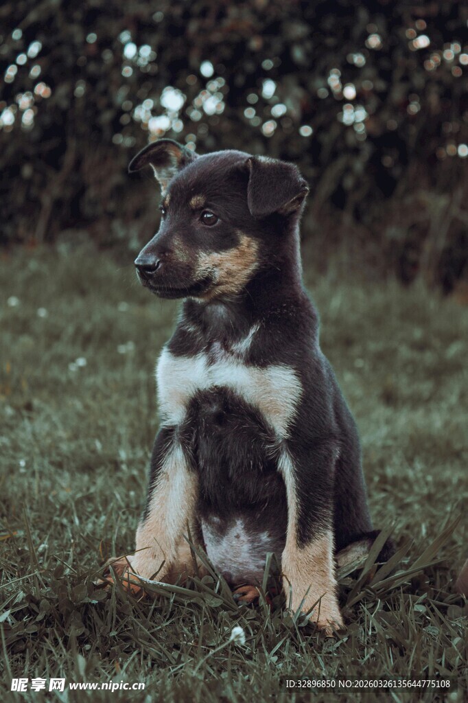 可爱三色小狗坐于草地上