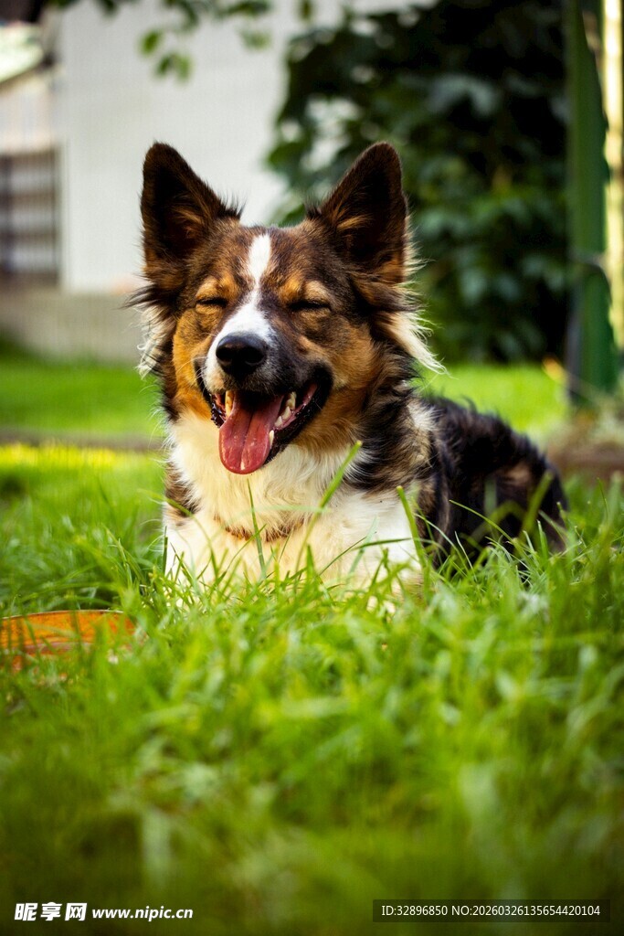 草地上的快乐柯基犬